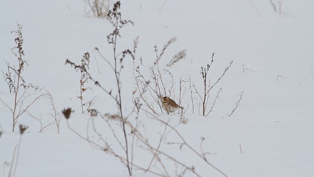 Horned Lark - ML613740230