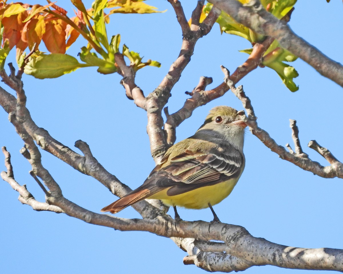 Great Crested Flycatcher - ML613740232