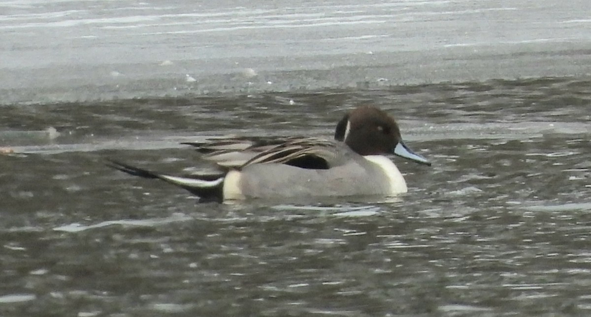 Northern Pintail - ML613740288