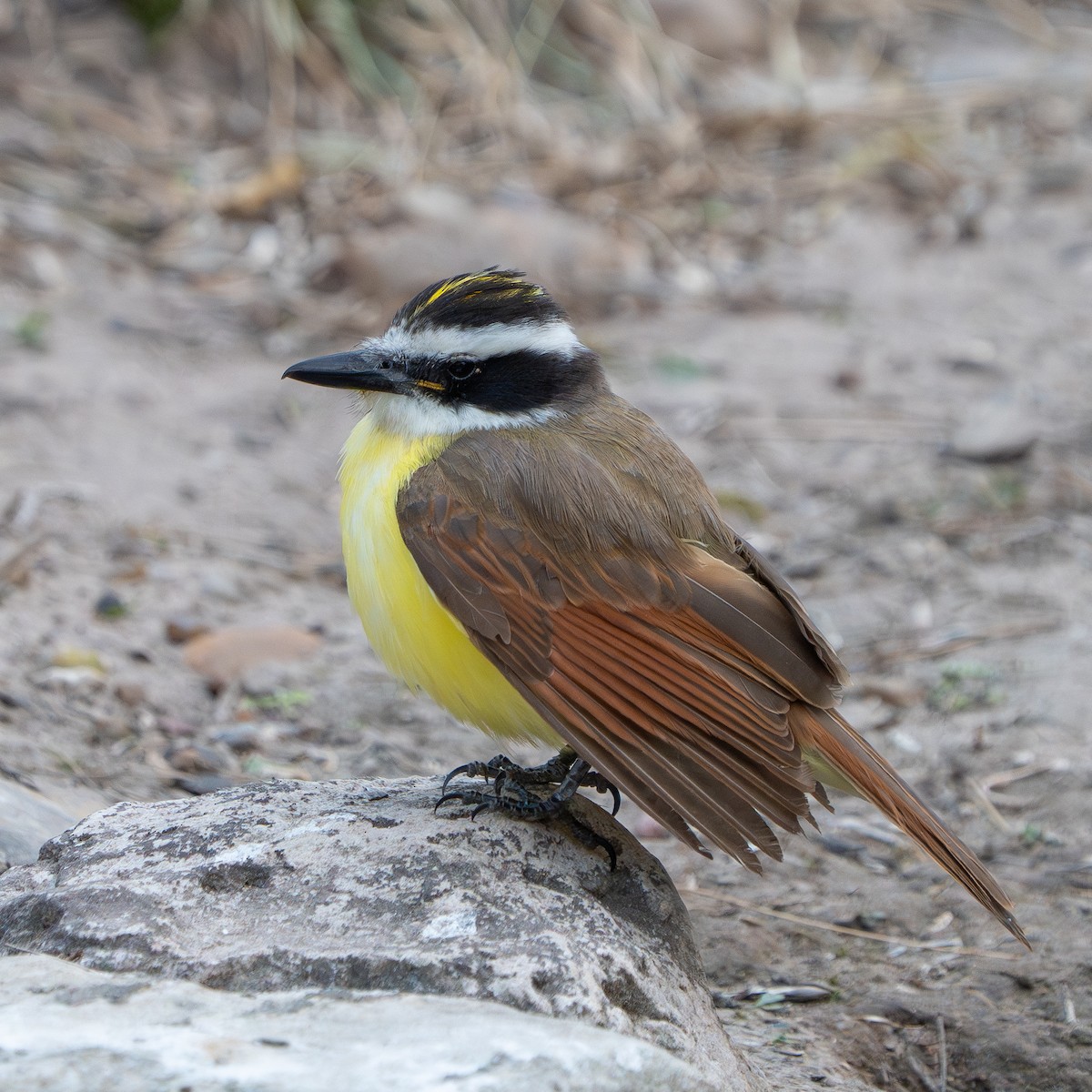 Great Kiskadee - ML613740313