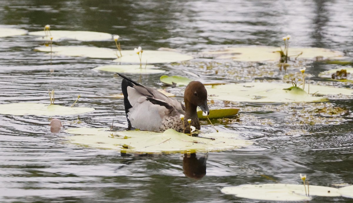 Maned Duck - ML613740325