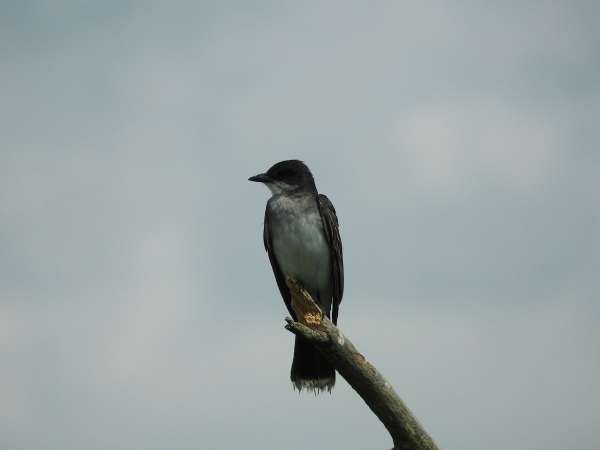 Eastern Kingbird - ML613740381