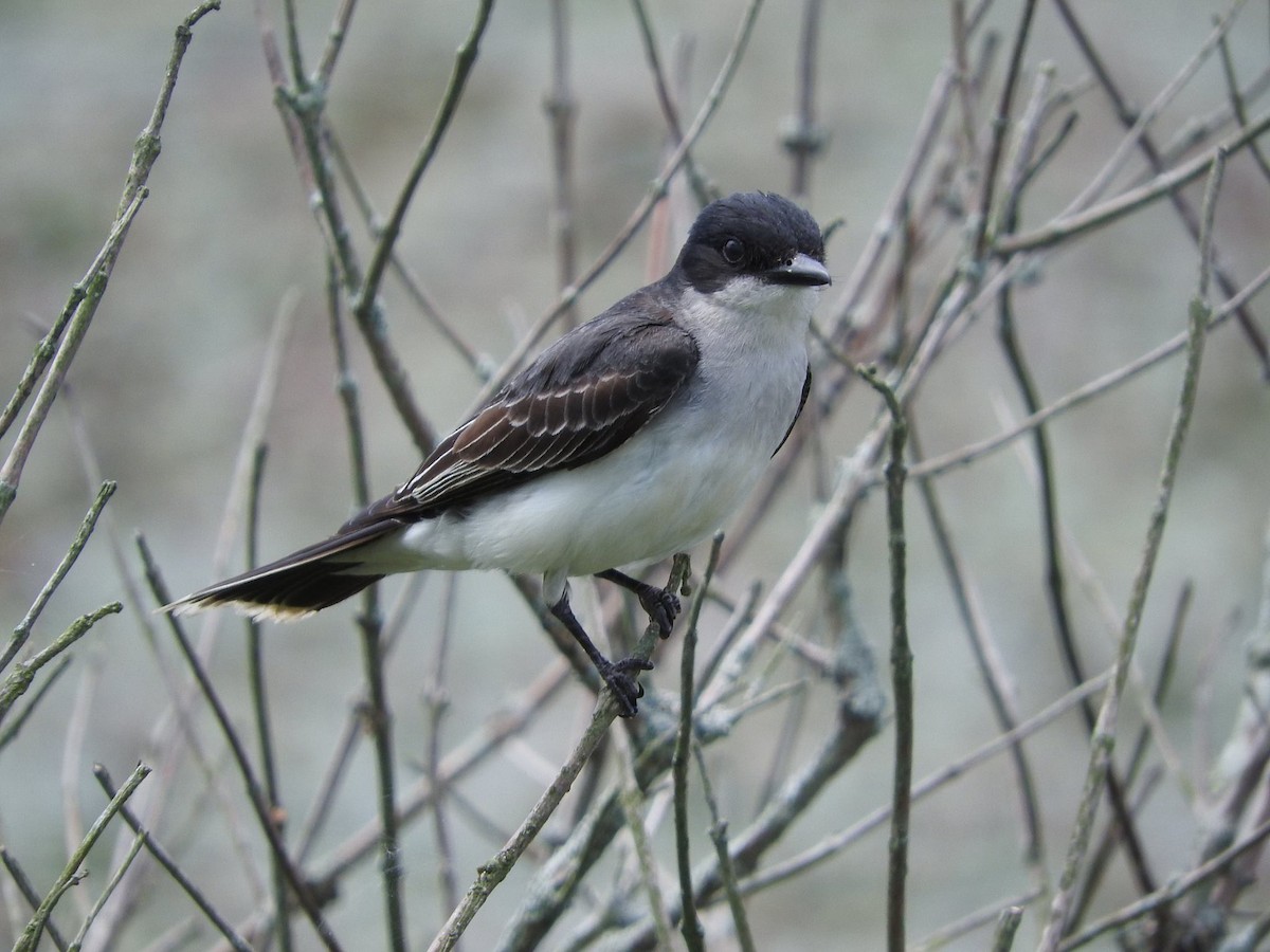 Eastern Kingbird - ML613740400