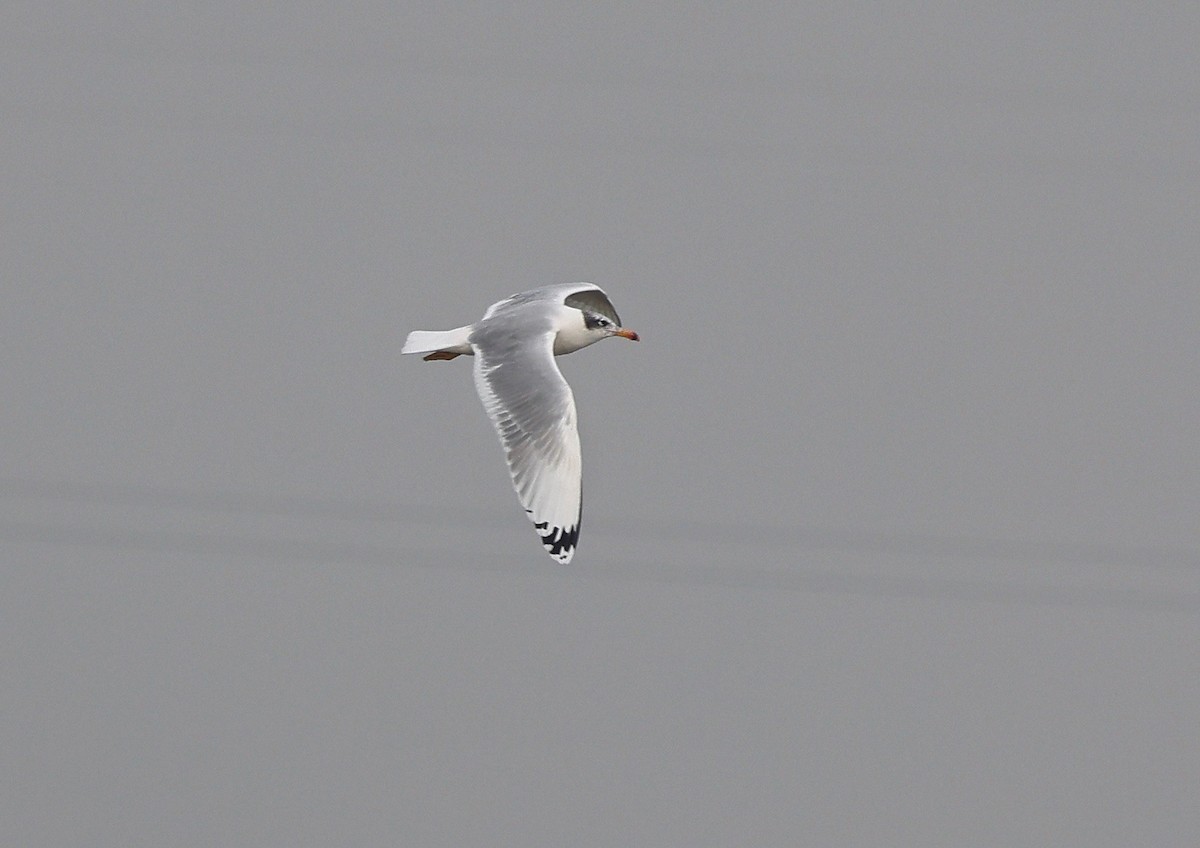 Pallas's Gull - ML613740401