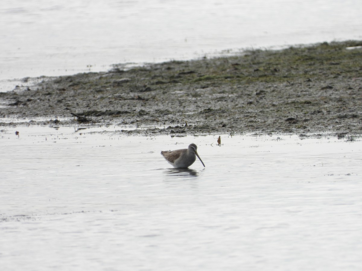 Long-billed Dowitcher - ML613740408