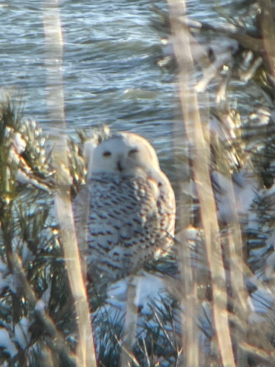 Snowy Owl - Danielle Wertheim