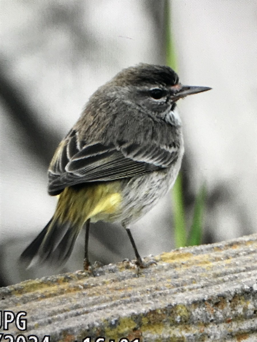 Palm Warbler - ML613740491