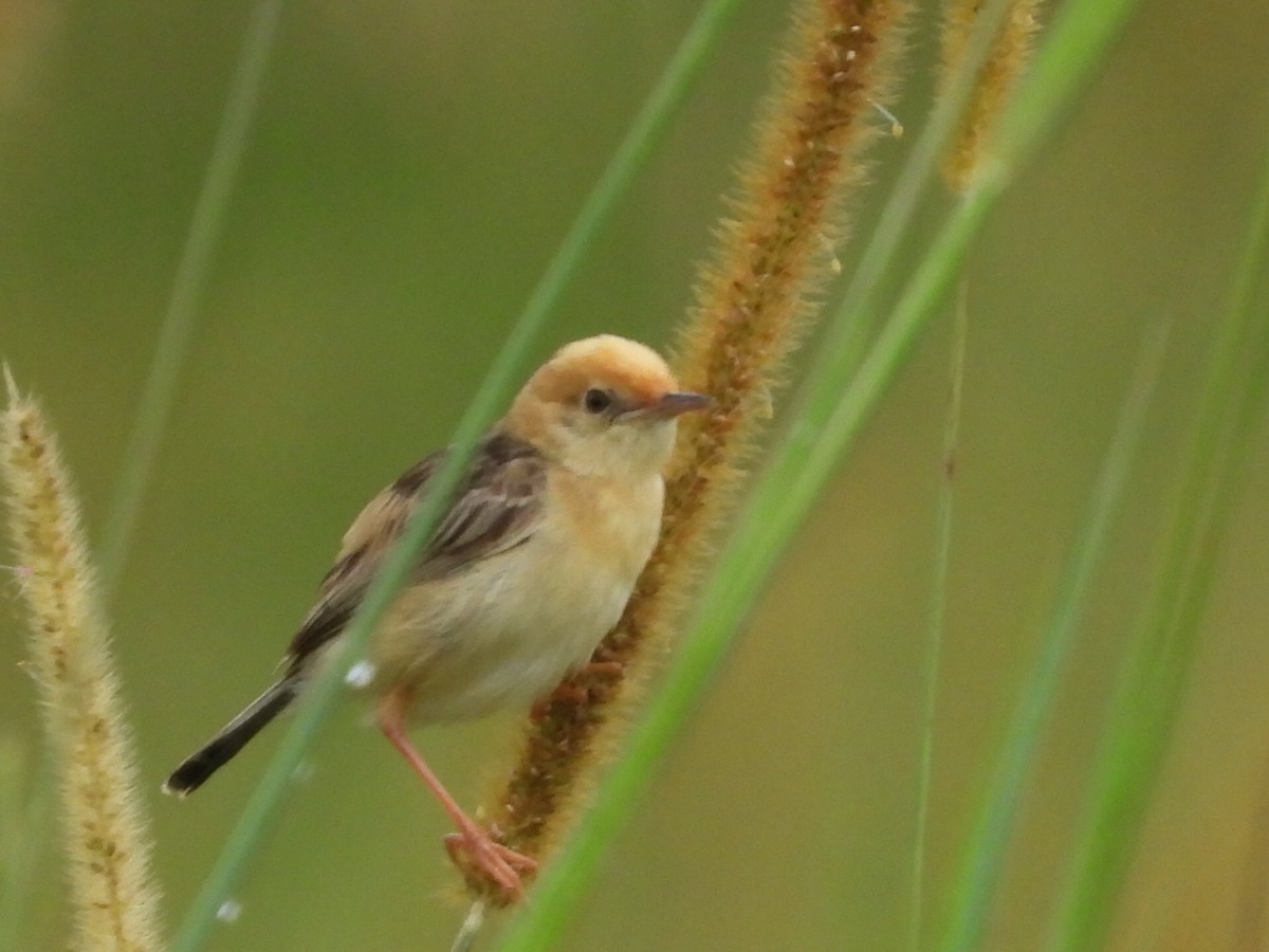 Golden-headed Cisticola - ML613740502