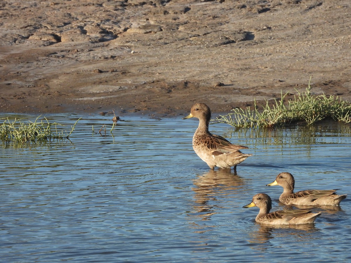 Yellow-billed Teal - ML613740507