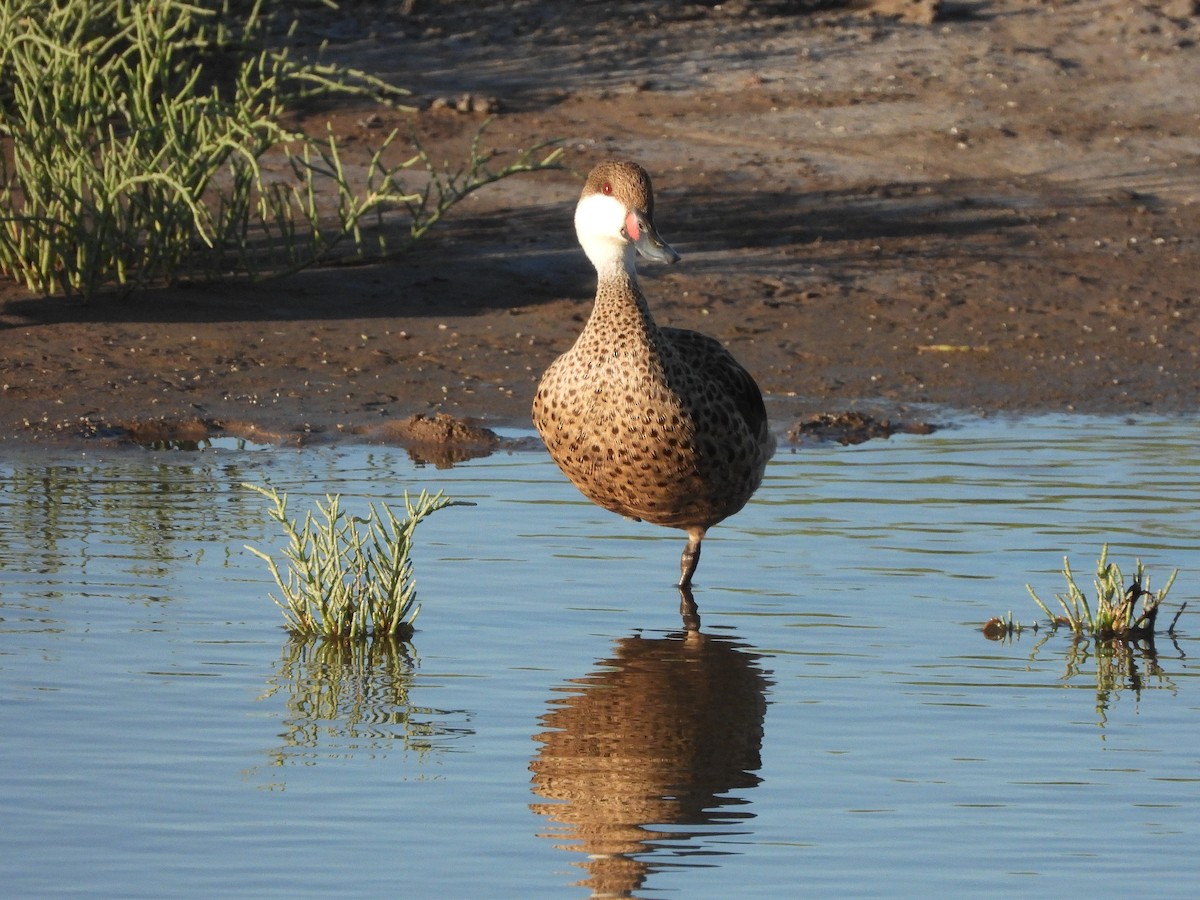 White-cheeked Pintail - ML613740544