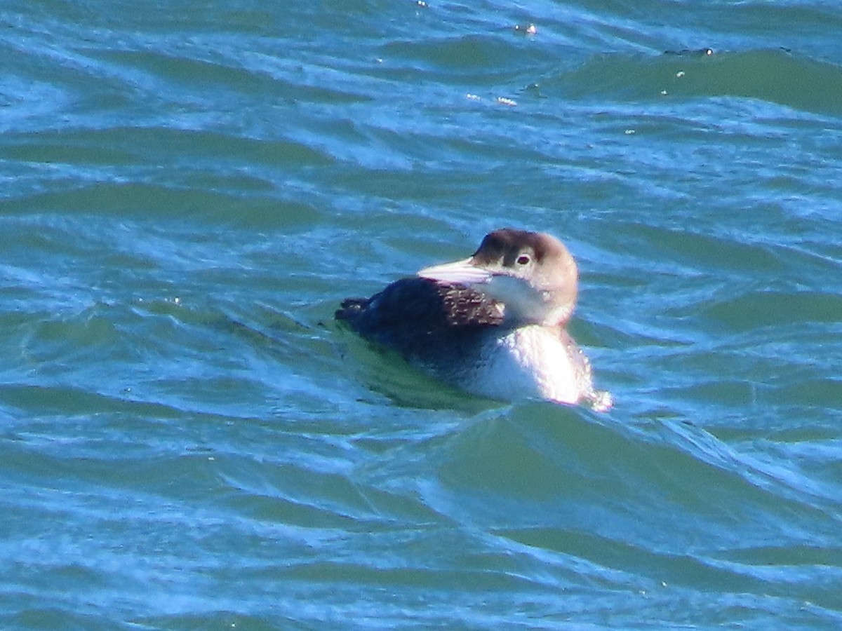 Common Loon - ML613740591