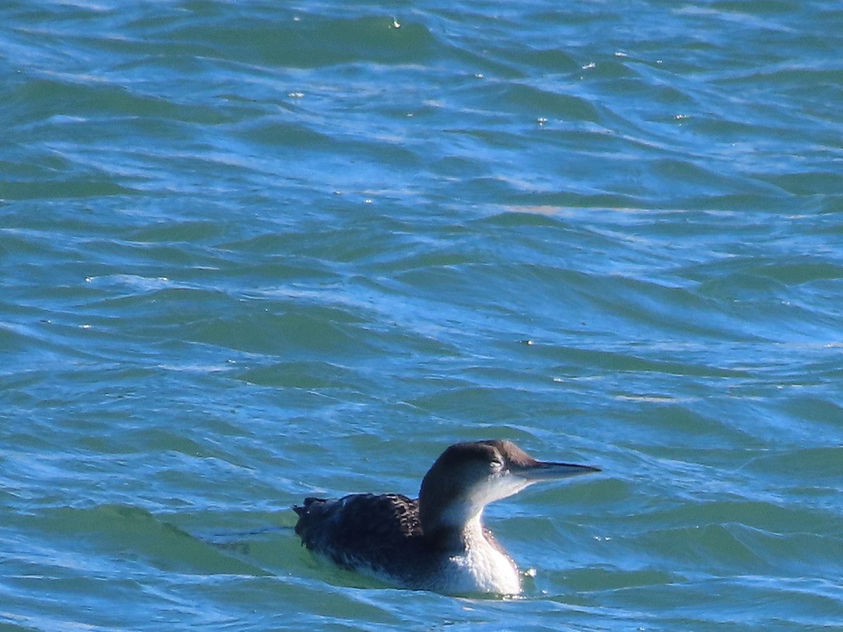 Common Loon - ML613740592