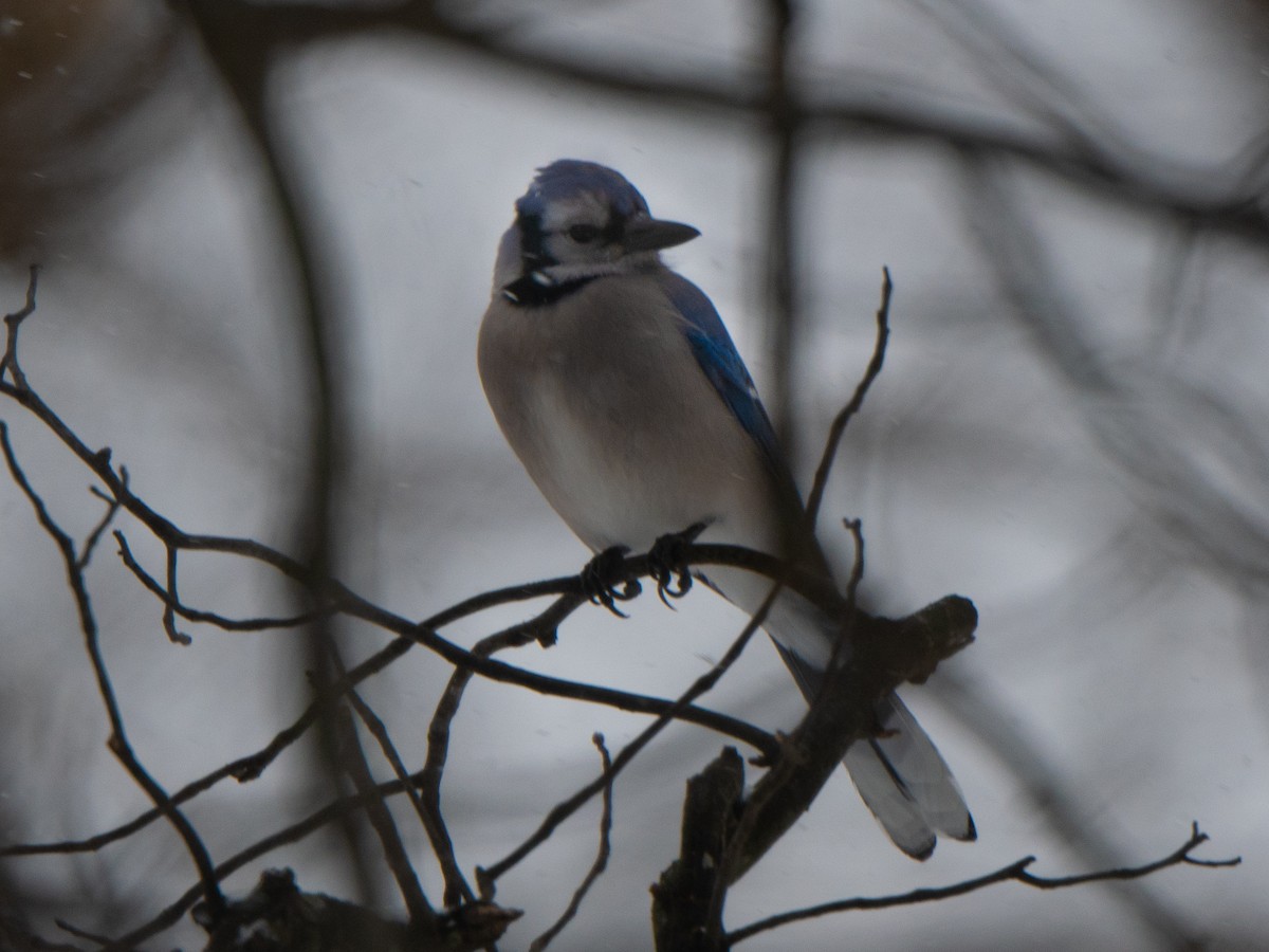 Blue Jay - ML613740626