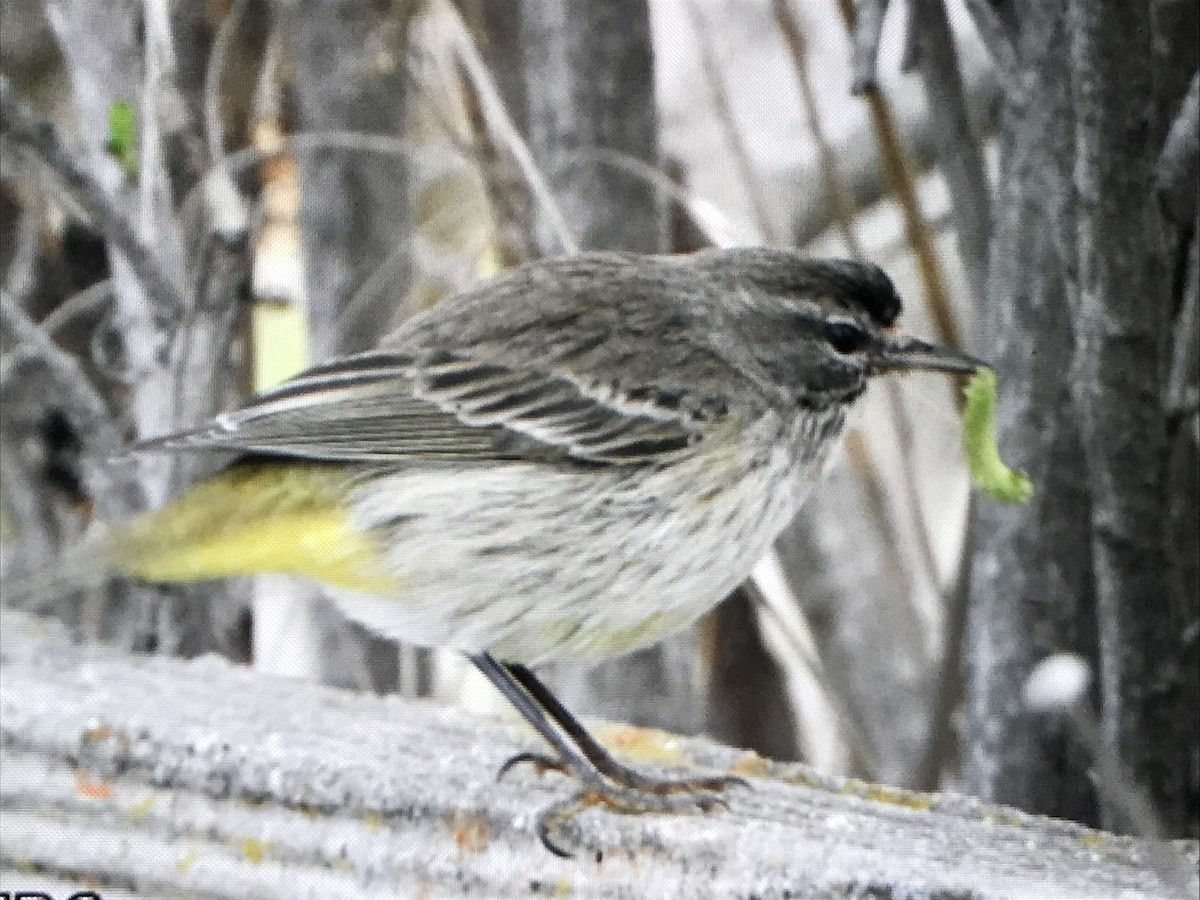 Palm Warbler - ML613740641