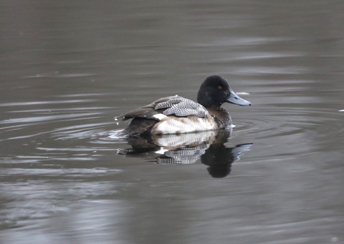 Lesser Scaup - ML613740652