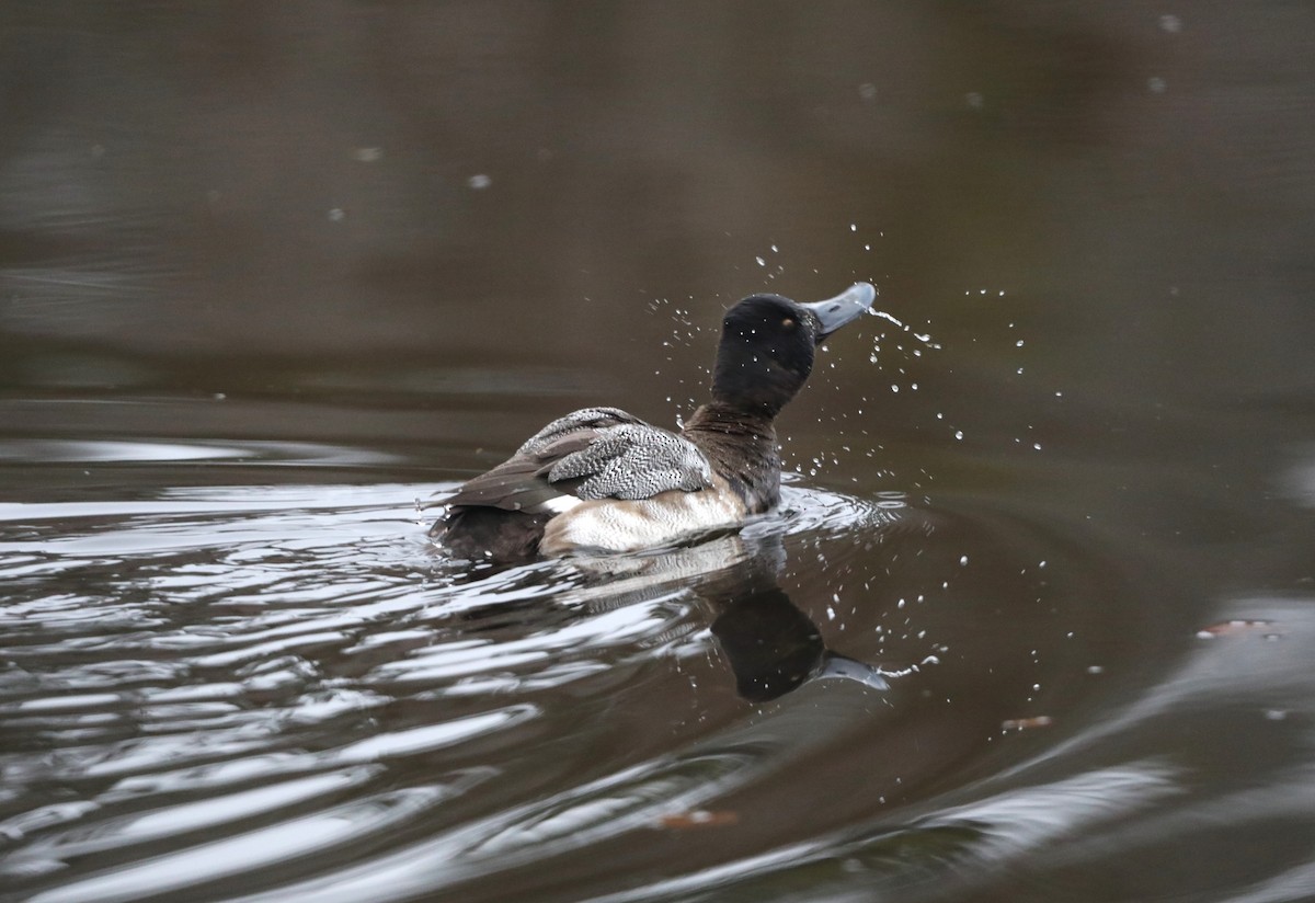 Lesser Scaup - ML613740654