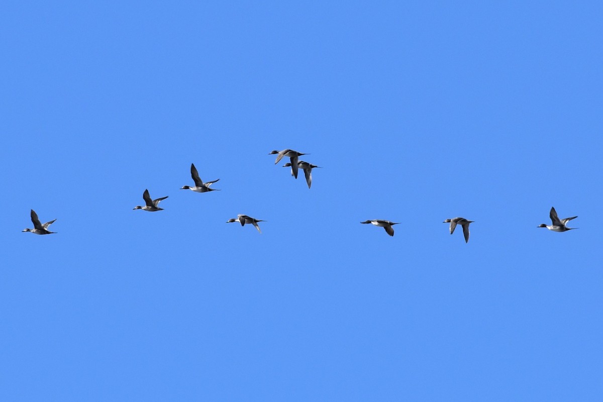 Northern Pintail - ML613740767