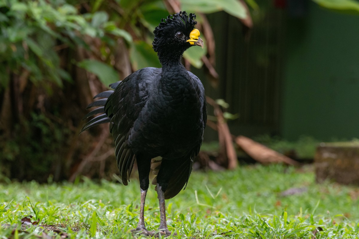 Great Curassow - Cody Limber