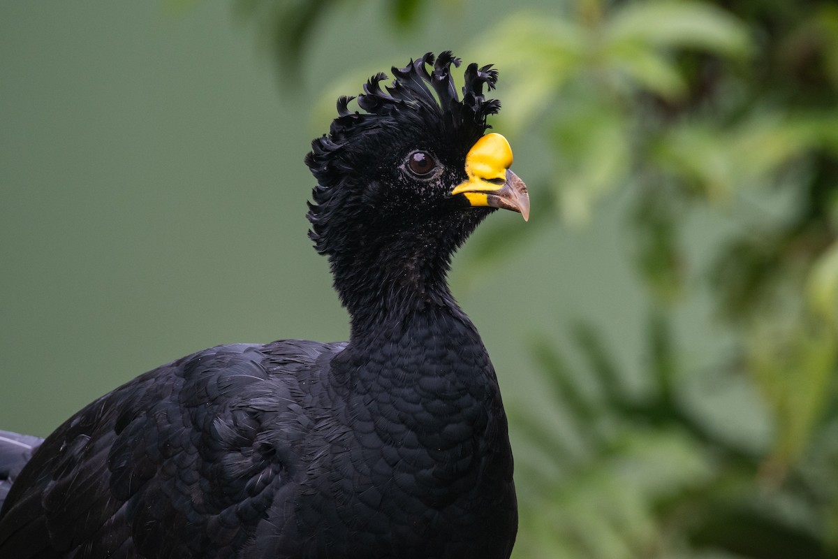 Great Curassow - Cody Limber