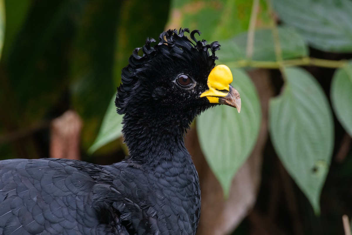 Great Curassow - Cody Limber