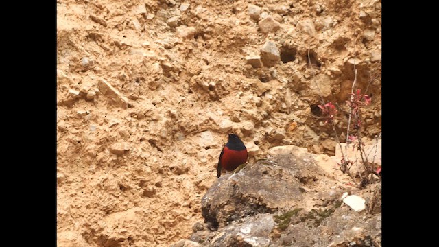 Халзан гал сүүлт - ML613740815