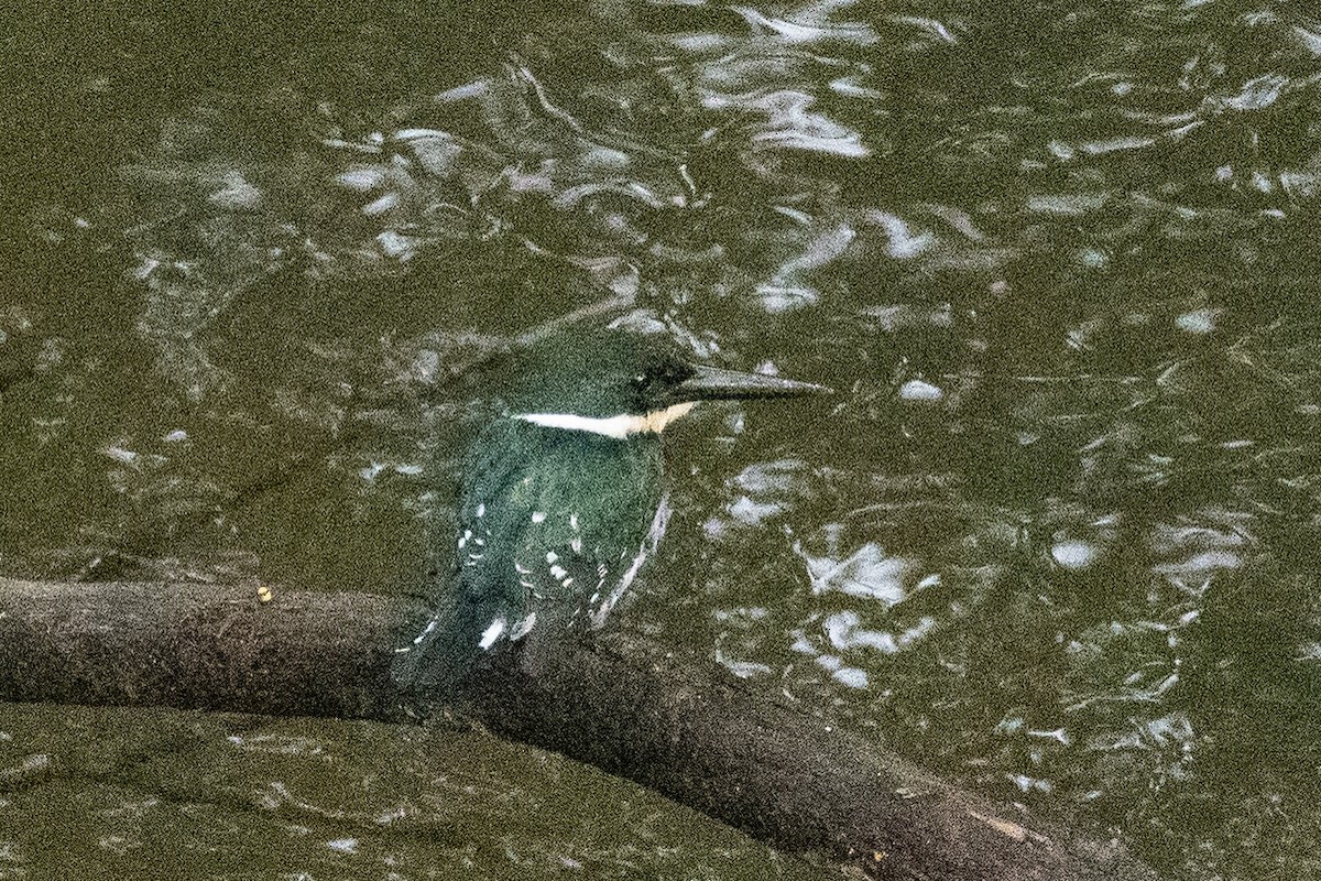 Green Kingfisher - ML613740828