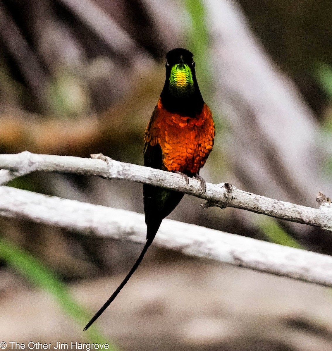 kolibřík zelenokostřečný - ML613740888
