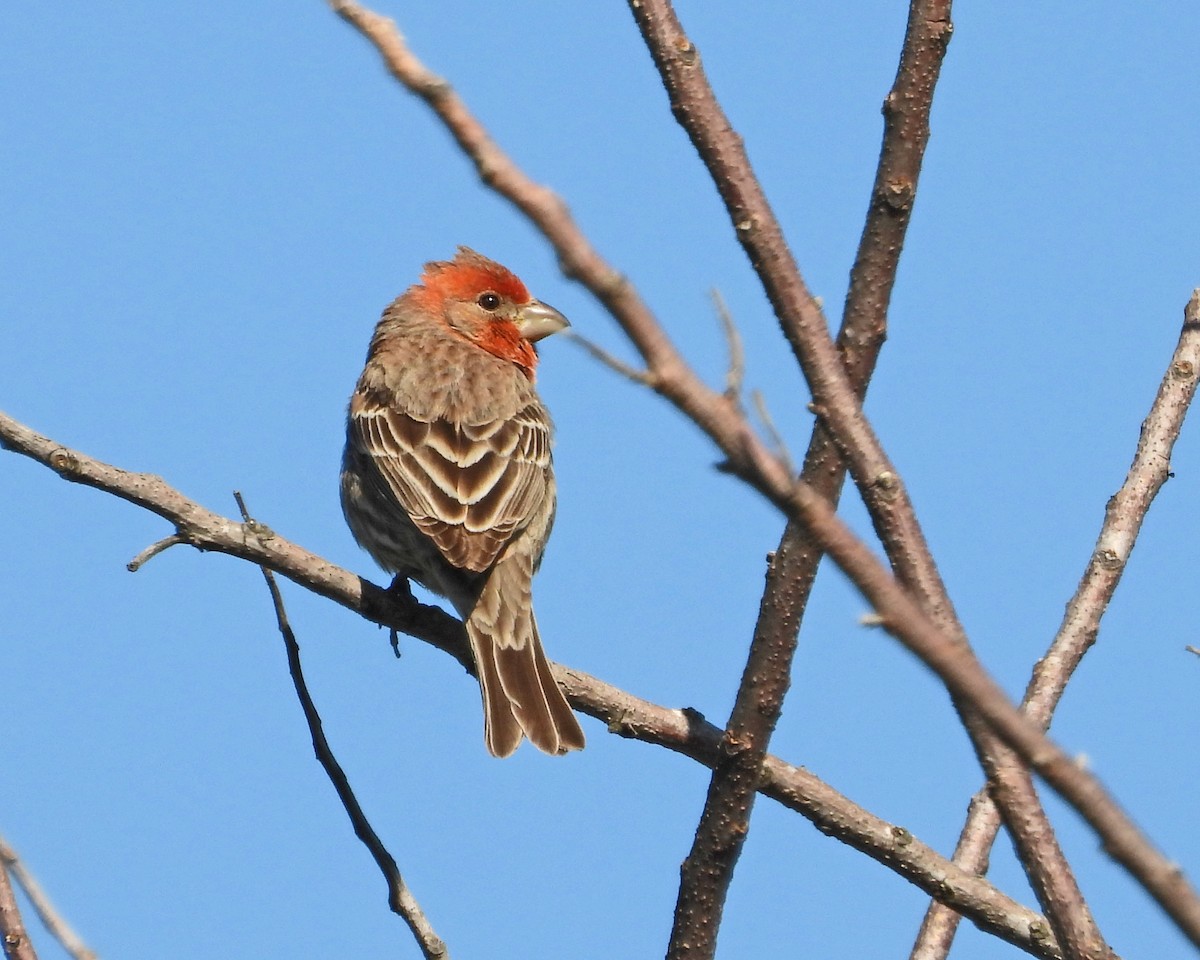 House Finch - Aubrey Merrill