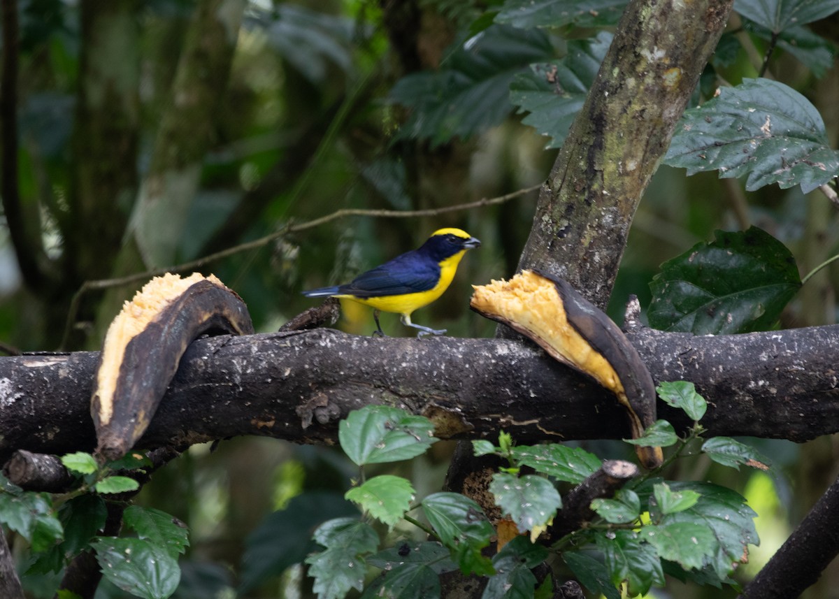 Thick-billed Euphonia (Thick-billed) - ML613740984