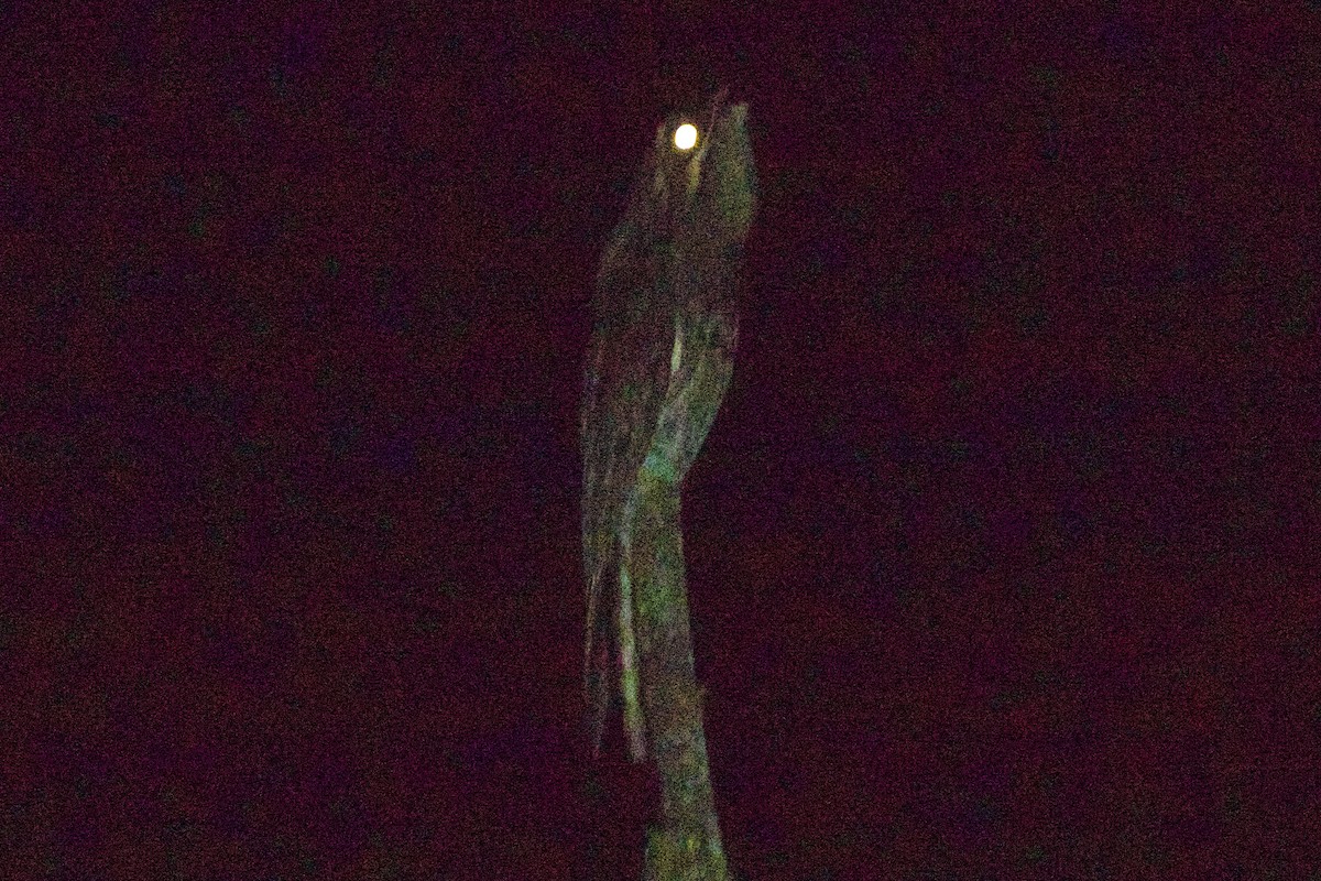 Common Potoo - ML613740987