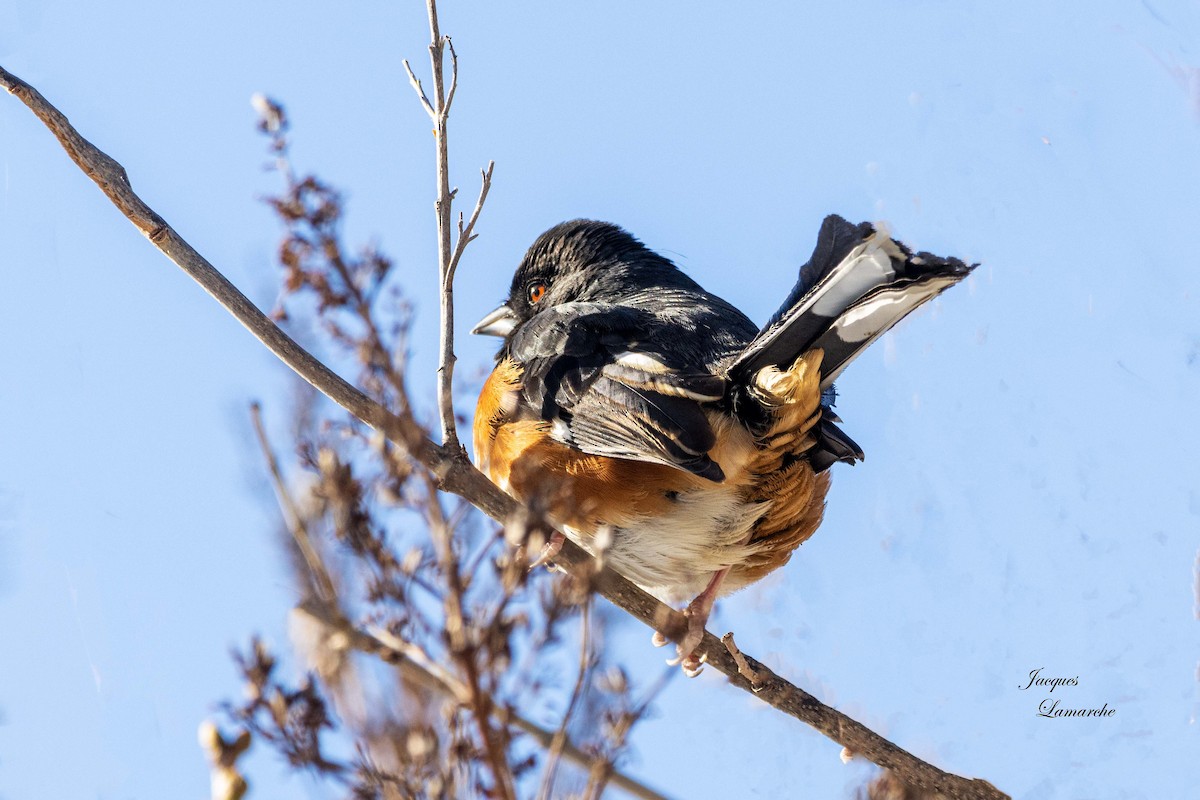 Eastern Towhee - ML613740992