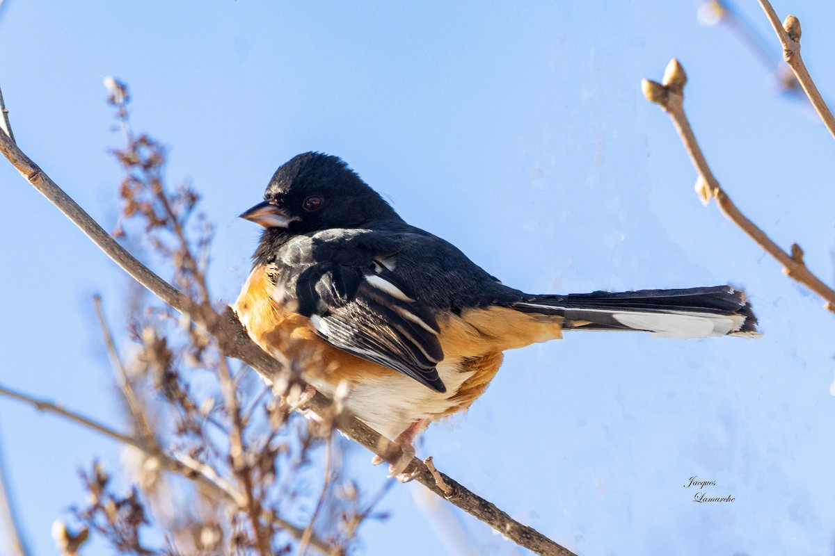 Eastern Towhee - ML613740993