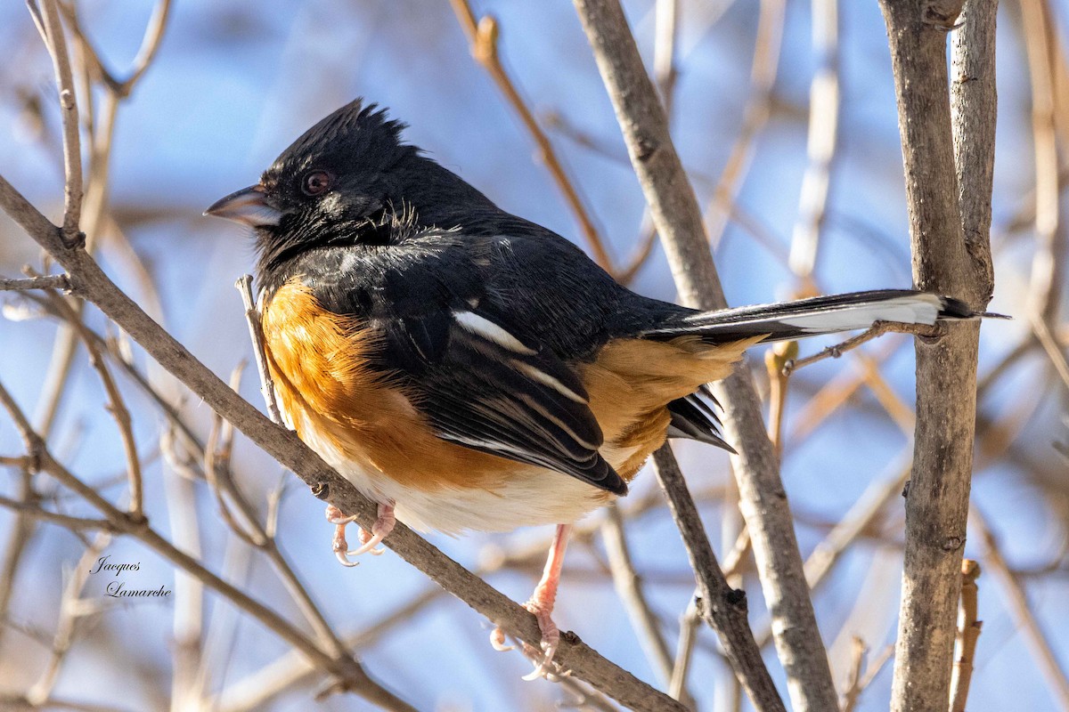 Eastern Towhee - ML613740995