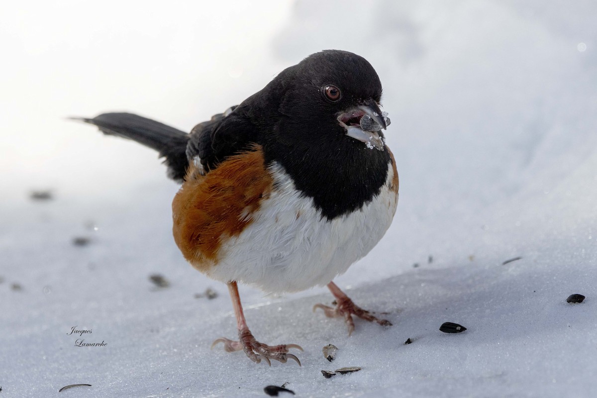 Eastern Towhee - ML613740996