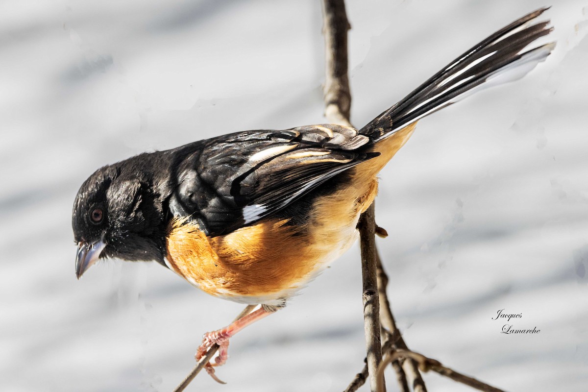 Eastern Towhee - ML613740998