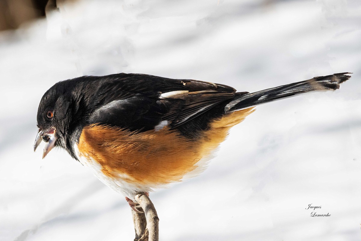 Eastern Towhee - ML613741002