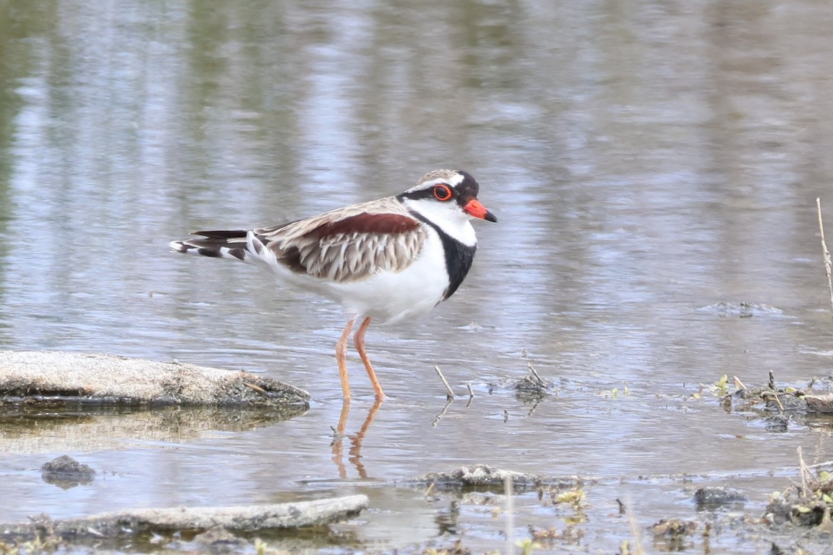 Black-fronted Dotterel - ML613741183