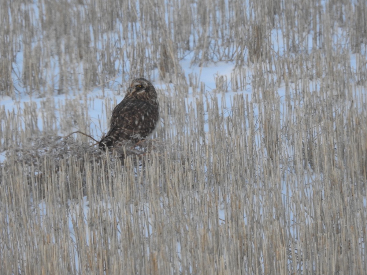 Short-eared Owl - Dan Zazelenchuk