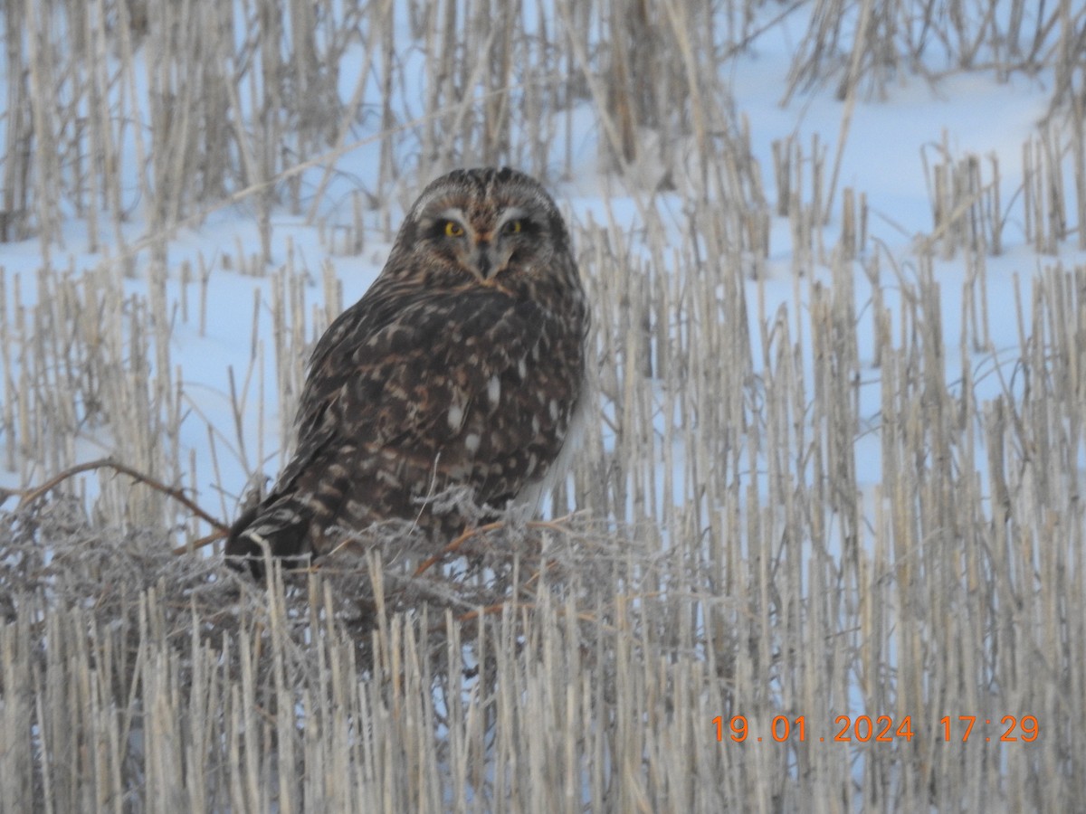 Short-eared Owl - ML613741203