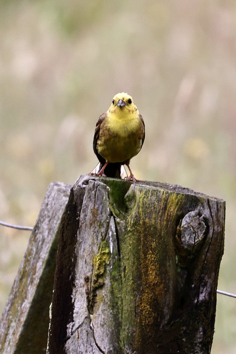 Yellowhammer - ML613741261