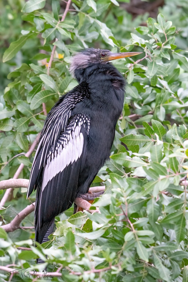 anhinga americká - ML613741263