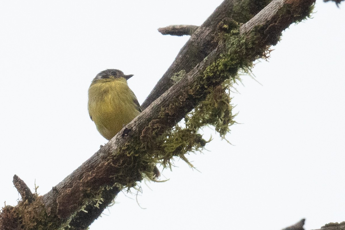 Ashy-headed Tyrannulet - Ben  Lucking