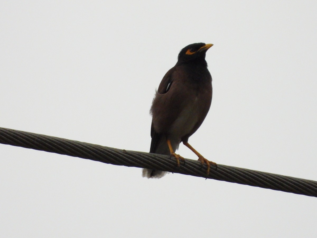 Common Myna - ML613741324