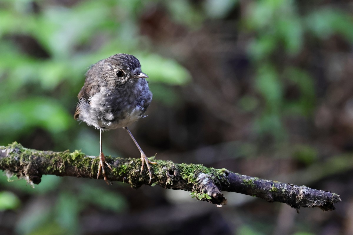 North Island Robin - ML613741361