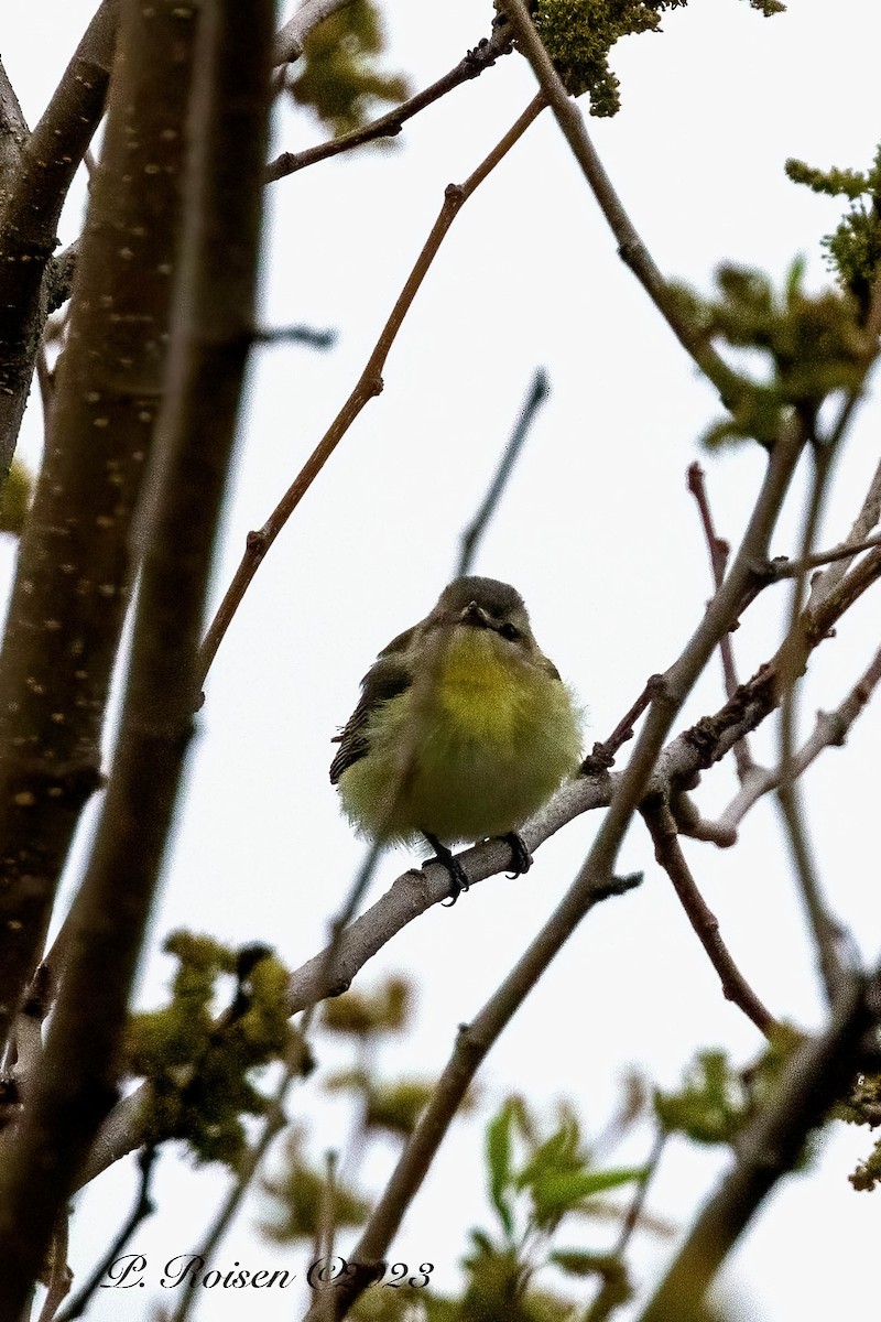 Philadelphia Vireo - ML613741414