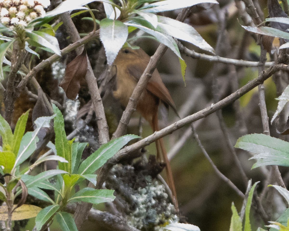 Tawny Tit-Spinetail - ML613741438