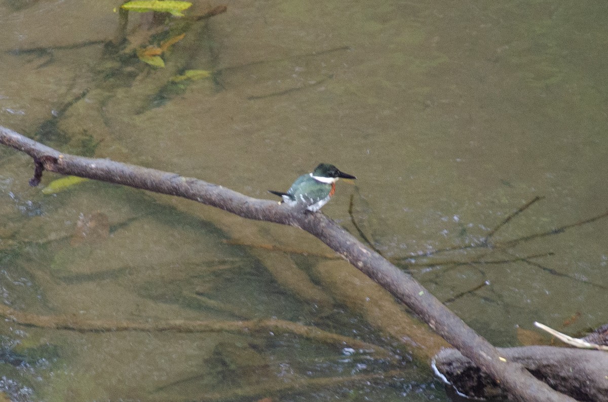 Green Kingfisher - Alison Robey