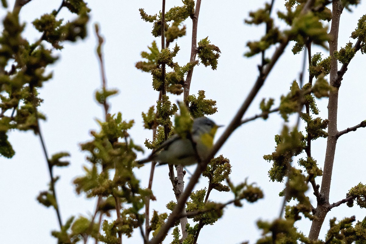 Northern Parula - ML613741455