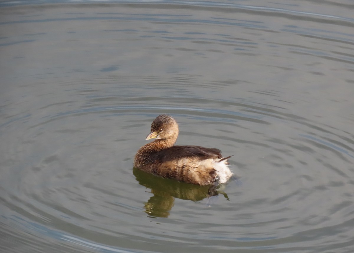 Pied-billed Grebe - ML613741474