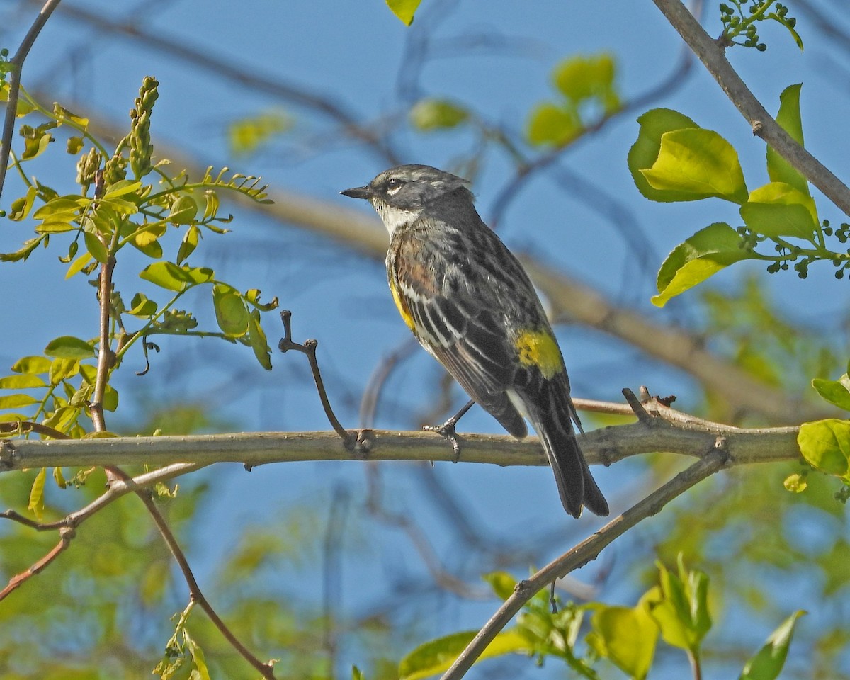 Yellow-rumped Warbler - ML613741603